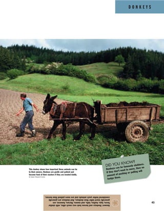 D O N K E Y S
43
Answer:Donkeysandhorseslookverymuchalike,withsimilar
faces,legs,bodies,tails,andmanes.Horses,however,are
generallymuchtallerthandonkeys.Anddonkeysaregenerally
consideredbetterpackanimalsandaremorepatientthanhorses.
★
This donkey shows how important these animals can be
to their owners. Donkeys are gentle and patient and
become fond of their masters if they are treated kindly.
© Galen Rowell/Corbis
DID YOU KNOW?
Donkeys can be famously stubborn.
If they don’t want to move, then no
amount of pushing or pulling will
budge them.
 