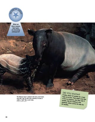44
This Malayan tapir is related to the horse, but it looks
more like a pig. To add to the confusion, its baby is
called a “calf,” like a cow’s baby.
© Kevin Schafer/Corbis
What are
three reasons
that tapirs
are becoming
endangered?
SEA RCH LI
GHT
DID YOU KNOW?It takes about 13 months for a tapirbaby to be born. That might seem like
a lot to us humans, who take only 9months. But it’s nothing to theelephant, which carries its baby for24 months.
 