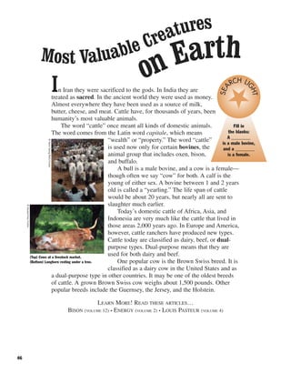46
In Iran they were sacrificed to the gods. In India they are
treated as sacred. In the ancient world they were used as money.
Almost everywhere they have been used as a source of milk,
butter, cheese, and meat. Cattle have, for thousands of years, been
humanity’s most valuable animals.
The word “cattle” once meant all kinds of domestic animals.
The word comes from the Latin word capitale, which means
“wealth” or “property.” The word “cattle”
is used now only for certain bovines, the
animal group that includes oxen, bison,
and buffalo.
A bull is a male bovine, and a cow is a female—
though often we say “cow” for both. A calf is the
young of either sex. A bovine between 1 and 2 years
old is called a “yearling.” The life span of cattle
would be about 20 years, but nearly all are sent to
slaughter much earlier.
Today’s domestic cattle of Africa, Asia, and
Indonesia are very much like the cattle that lived in
those areas 2,000 years ago. In Europe and America,
however, cattle ranchers have produced new types.
Cattle today are classified as dairy, beef, or dual-
purpose types. Dual-purpose means that they are
used for both dairy and beef.
One popular cow is the Brown Swiss breed. It is
classified as a dairy cow in the United States and as
a dual-purpose type in other countries. It may be one of the oldest breeds
of cattle. A grown Brown Swiss cow weighs about 1,500 pounds. Other
popular breeds include the Guernsey, the Jersey, and the Holstein.
LEARN MORE! READ THESE ARTICLES…
BISON (VOLUME 12) • ENERGY (VOLUME 2) • LOUIS PASTEUR (VOLUME 4)
Most Valuable Creatures
on Earth
(Top) Cows at a livestock market.
(Bottom) Longhorn resting under a tree.
©HansGeorgRoth/Corbis
©Royalty-Free/Corbis
Fill in
the blanks:
A ________
is a male bovine,
and a ________
is a female.
SEA
RCH LI
GHT
 