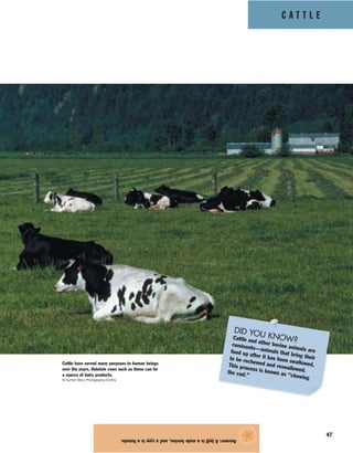 C A T T L E
47
Answer:Abullisamalebovine,andacowisafemale.
★
Cattle have served many purposes to human beings
over the years. Holstein cows such as these can be
a source of dairy products.
© Gunter Marx Photography/Corbis
DID YOU KNOW?Cattle and other bovine animals are
ruminants—animals that bring their
food up after it has been swallowed,
to be rechewed and reswallowed.
This process is known as “chewing
the cud.”
 