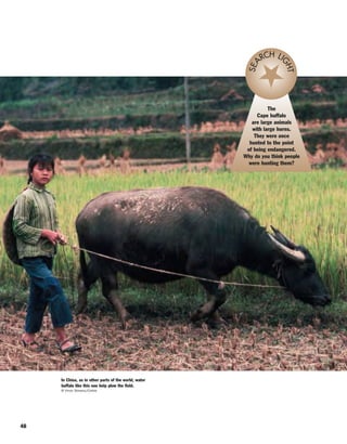 48
In China, as in other parts of the world, water
buffalo like this one help plow the field.
© Vince Streano/Corbis
The
Cape buffalo
are large animals
with large horns.
They were once
hunted to the point
of being endangered.
Why do you think people
were hunting them?
SEA
RCH LI
GHT
 