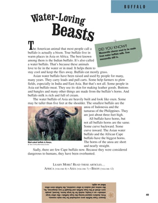 B U F F A L O
49
Answer:Capebuffalowereoverhuntedfortwomainreasons.
First,huntersenjoyedhavingtheCapebuffalo—likeotherlarge
animals—asatrophy,mainlyforitslargehorns.Second,people
wereafraidoftheCapebuffaloandthoughtitwasdangerous.So,
likewolvesandsnakesinothercountries,thebuffalowereoften
killedonsight.
★
The American animal that most people call a
buffalo is actually a bison. True buffalo live in
warm places in Asia or Africa. The best known
among them is the Indian buffalo. It’s also called
a water buffalo. That’s because these animals
love to lie in the water or in mud. It helps them to
stay cool and keep the flies away. Buffalo eat mostly grass.
Asian water buffalo have been raised and used by people for many,
many years. They carry loads and pull carts. Some help farmers to plow
fields, especially in India and East Asia. But that’s not all. Some people in
Asia eat buffalo meat. They use its skin for making leather goods. Buttons
and bangles and many other things are made from the buffalo’s horns. And
buffalo milk is rich and full of cream.
The water buffalo of Asia are heavily built and look like oxen. Some
may be taller than five feet at the shoulder. The smallest buffalo are the
anoa of Indonesia and the
tamarau of the Philippines. They
are just about three feet high.
All buffalo have horns, but
not all buffalo horns are the same.
Some curve backward. Some
curve inward. The Asian water
buffalo and the African Cape
buffalo have the biggest horns.
The horns of the anoa are short
and nearly straight.
Sadly, there are few Cape buffalo now. Because they were considered
dangerous to humans, they have been overhunted.
LEARN MORE! READ THESE ARTICLES…
AFRICA (VOLUME 8) • ASIA (VOLUME 7) • BISON (VOLUME 12)
Mud-caked buffalo in Kenya.
© Yann Arthus-Bertrand/Corbis
DID YOU KNOW?
Mozzarella cheese used to be made
from water buffalo milk. True
mozzarella still is.
Beasts
Water-Loving
 
