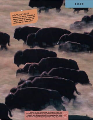 B I S O N
51
Answer:ThePlainsIndiansfollowedthegreatbisonherdsasthey
movedthroughouttheyear.Theygottheirfood,tents,clothing,
andtoolsfromtheanimals.Whenthearmykilledthebison,they
werekillingeverythingthePlainsIndiansusedforsurvival.
★
DID YOU KNOW?
The bison was once so plentiful that
it even ended up on a U.S. coin, the
“buffalo nickel.” On the other side
was the head of a Plains Indian.
 