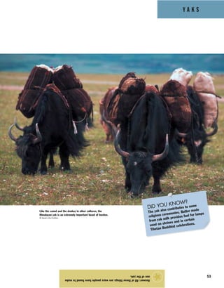 Y A K S
53
Answer:Allofthesethingsarewayspeoplehavefoundtomake
useoftheyak.
★
Like the camel and the donkey in other cultures, the
Himalayan yak is an extremely important beast of burden.
© Keren Su/Corbis
DID YOU KNOW?
The yak also contributes to some
religious ceremonies. Butter made
from yak milk provides fuel for lamps
used on shrines and in certain
Tibetan Buddhist celebrations.
 