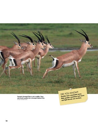 54
Tanzania’s Serengeti Plain is rich in wildlife. These
male Grant’s gazelles live in Serengeti National Park.
© Kevin Schafer/Corbis
DID YOU KNOW?
Gazelles have remarkable horns.
Male gazelles sometimes lock horns
and fight fiercely over territory.
 