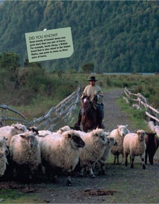 DID YOU KNOW?
Some breeds of horned sheep may
grow more than one pair of horns.
For example, Jacob sheep, a British
breed that is also raised in the United
States, may grow as many as three
pairs of horns.
 