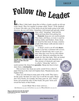 57
Answer:b)growingabeard
★
Like Mary’s little lamb, sheep like to follow a leader, usually an old ram
(male sheep). They live together in groups called “flocks.” If the shepherd
or farmer who takes care of the sheep can get the leader going in the right
direction, the rest will follow. Sometimes well-trained and specially raised
dogs called “sheepdogs” help herd the
sheep and keep them from getting lost.
Domestic sheep are very useful animals.
Their thick, soft fleece, or wool, is used for
making clothes and blankets. Some sheep
are raised for their meat. In many countries
people drink sheep’s milk and also make it
into cheese.
A sheep’s wool is cut off with shears,
much as your hair is trimmed with scissors.
Sheep are sheared only once a year, at a
time when they won’t be too cold without
their wool. Sheep do something else that
people do: they take baths. They are herded
into tanks of water with chemicals in it.
This mixture of chemicals and water
is called a “sheep-dip,” and it is
used to protect the sheep from parasites. Sheep also have to have
shots from a veterinarian.
Did you know that sheep are easily scared? Even a sheet of
paper blowing in the wind will frighten them. Thunderstorms also
frighten them.
There are wild sheep in many parts of the world. They look a
lot like goats, but there are some ways to tell the two apart. Sheep
don’t have beards, for example, but many goats do. Also, sheep’s
horns curl around the sides of their heads, but goats’ horns arch
toward the backs of their heads.
Follow the Leader
(Top) Dall’s sheep, a variety found in Alaska;
(bottom) a boy holds a fleecy lamb
(young sheep).
©GalenRowell/Corbis©ArielSkelley/Corbis
Which of the
following is
not a feature
that sheep and
goats share?
a) giving milk
b) growing a beard
c) producing wool
SEA RCH LI
GHT
S H E E P
Sheep are raised all over the world. This shepherd
in Chile leads his sheep down a mountain road.
© Galen Rowell/Corbis
LEARN MORE! READ THESE ARTICLES…
AUSTRALIA (VOLUME 7) • CATTLE (VOLUME 12) • WILD GOATS (VOLUME 12)
 
