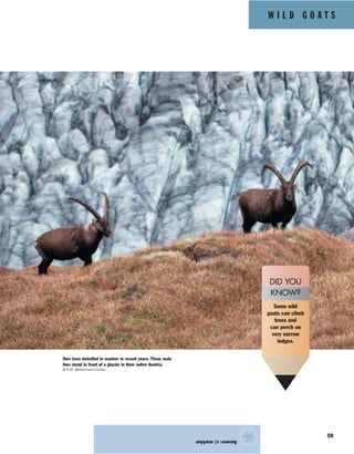 W I L D G O A T S
59
Answer:c)markhor
★
Ibex have dwindled in number in recent years. These male
ibex stand in front of a glacier in their native Austria.
© K.M. Westermann/Corbis
Some wild
goats can climb
trees and
can perch on
very narrow
ledges.
DID YOU
KNOW?
 