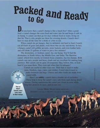Did you know that a camel’s hump is like a lunch box? After a good
feed, a camel changes the extra food and water into fat and keeps it safe in
its hump. A camel can then go for days without food or water, living on
that fat. That is why people use them for crossing deserts. Camels don’t
have to stop all the time for a drink or a bite to eat.
When camels do get hungry, they’re definitely not hard to feed. Camels
eat all kinds of grass and plants, even those that are dry and thorny. In fact,
a hungry camel will gobble up tents, straw baskets, and even leather belts
and will drink 25 gallons of water in just a few minutes!
The dromedary, or Arabian camel, has one hump. You’ll find the
dromedary in North Africa, the Middle East, and India. The Bactrian
camel, which lives mostly in Central Asian countries, has two humps. Both
camels can carry people and heavy loads and are excellent for making long
journeys. But camels can be quite ill-tempered. They bellow, bite, or kick
hard if you tease them. They even spit when they’re unhappy!
Camels are useful in other ways too. Their hair is used to make
tents, blankets, rugs, ropes, and clothes. Camel skin is used to
make footwear and bags. Cheese and other foods are made from
camel milk.
Here’s an oddity: camels have a double set of eyelashes.
These help to keep the camel’s eyes safe from sand during desert
storms. During sandstorms the camel just closes its nose while
long hair protects its eyes...and its ears too.
LEARN MORE! READ THESE ARTICLES…
DESERTS (VOLUME 1) • EGYPT (VOLUME 8) • LLAMAS (VOLUME 12)
Packed and Readyto Go
True or
false?
Camels store
extra food
in their humps.
SEA
RCH LI
GHT
©HansGeorgRoth/Corbis
 