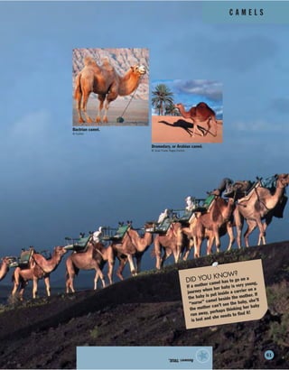 C A M E L S
Answer:TRUE.
★
Bactrian camel.
© Corbis
61
DID YOU KNOW?
If a mother camel has to go on a
journey when her baby is very young,
the baby is put inside a carrier on a
“nurse” camel beside the mother. If
the mother can’t see the baby, she’ll
run away, perhaps thinking her baby
is lost and she needs to find it!
Dromedary, or Arabian camel.
© Jose Fuste Raga/Corbis
 