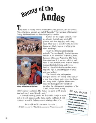 The llama is closely related to the alpaca, the guanaco, and the vicuña.
Altogether these animals are called “lamoids.” They are part of the camel
family, but lamoids do not have humps like camels.
Llamas are the largest lamoids. They
are about 4 feet tall, can weigh 250
pounds, and have long legs and a long
neck. Their coat is usually white, but some
llamas are black, brown, or white with
black markings.
Today most llamas are domestic
animals. They are kept by South American
Indians in the mountains of Bolivia, Peru,
Ecuador, Chile, and Argentina. The llama
has many uses. It is a source of food and
milk. It also provides wool that can be used
to make knitted clothing and woven
fabrics. Llama hair is also used to weave
rugs and rope. Llama dung can be dried
and used as fuel.
The llama is also an important
transport animal. It’s strong, and it can go
a long time without water. Also, the llama
eats many kinds of plants. These traits
make the llama perfectly suited for
traveling the plateaus and mountains of the
Andes, where there is very
little water or vegetation. The llamas can carry a 100-pound
load and travel up to 20 miles a day!
A llama is usually gentle, but it will hiss or spit or even
kick if it is ill-treated. And a llama can be stubborn. It will
refuse to work if it feels too much is being asked of it.
LEARN MORE! READ THESE ARTICLES…
ANDES (VOLUME 9) • WEAVING (VOLUME 2) • YAKS (VOLUME 12)
DID YOU KNOW?Llamas like to live in groupsand will even live with sheepif there are no other llamasaround. Shepherds often usellamas as “watchdogs,”because llamas will fight offany animal that threatenstheir herd.
62
Bounty of the
Andes
(Top) Herding llamas in the highlands of Peru;
(bottom) Quechua Indian girl with llama.
©JulieHouck/Corbis©CarolinePenn/Corbis
 