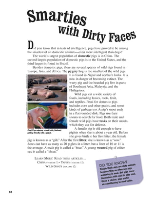 64
Did you know that in tests of intelligence, pigs have proved to be among
the smartest of all domestic animals—even more intelligent than dogs?
The world’s largest population of domestic pigs is in China. The
second largest population of domestic pigs is in the United States, and the
third largest is found in Brazil.
Besides domestic pigs, there are several species of wild pigs found in
Europe, Asia, and Africa. The pygmy hog is the smallest of the wild pigs.
It is found in Nepal and northern India. It is
now in danger of becoming extinct. The
warty pig and the bearded pig live in parts
of Southeast Asia, Malaysia, and the
Philippines.
Wild pigs eat a wide variety of
foods, including leaves, roots, fruit,
and reptiles. Food for domestic pigs
includes corn and other grains, and some
kinds of garbage too. A pig’s snout ends
in a flat rounded disk. Pigs use their
snouts to search for food. Both male and
female wild pigs have tusks on their snouts,
which they use for defense.
A female pig is old enough to have
piglets when she is about a year old. Before
she gives birth to her first litter, the female
pig is known as a “gilt.” After the first litter, she is known as a “sow.”
Sows can have as many as 20 piglets in a litter, but a litter of 10 or 11 is
the average. A male pig is called a “boar.” A young weaned pig of either
sex is called a “shoat.”
LEARN MORE! READ THESE ARTICLES…
CHINA (VOLUME 7) • TAPIRS (VOLUME 12)
WILD GOATS (VOLUME 12)
(Top) Pigs enjoying a mud bath; (bottom)
getting friendly with a piglet.
©EyeUbiquitous/Corbis©JulieHabel/Corbis
Smartieswith Dirty Faces
DID YOU KNOW?
People think pigs are dirty animals
because they so often see pigs
wallowing in mud. But pigs cover
themselves with mud to stay cool.
Given a choice, pigs prefer
air-conditioning to mud baths.
 