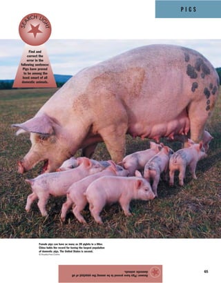 P I G S
65
Answer:Pigshaveprovedtobeamongthesmartestofall
domesticanimals.
★
Find and
correct the
error in the
following sentence:
Pigs have proved
to be among the
least smart of all
domestic animals.
SEA
RCH LI
GHT
Female pigs can have as many as 20 piglets in a litter.
China holds the record for having the largest population
of domestic pigs. The United States is second.
© Royalty-Free/Corbis
 