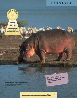 H I P P O P O T A M U S E S
67
Answer:Whenahippogoesunderwater,littleflapsofskinclose
itsnostrils.
★
Find and
correct the
error in the
following sentence:
When a hippo goes
underwater, it
constantly blows water
out of its nostrils.
SEA
RCH LI
GHT
A hippopotamus stands along the shore
of Lake Manyara in Tanzania.
© Wolfgang Kaehler/Corbis
DID YOU KNOW?
Baby hippos are born in the water
and can swim before they
can walk.
 