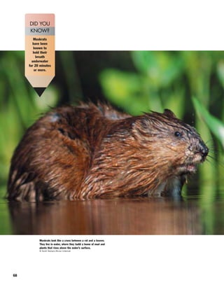 68
Muskrats
have been
known to
hold their
breath
underwater
for 20 minutes
or more.
DID YOU
KNOW?
Muskrats look like a cross between a rat and a beaver.
They live in water, where they build a home of mud and
plants that rises above the water’s surface.
© Scott Nielsen/Bruce Coleman
 
