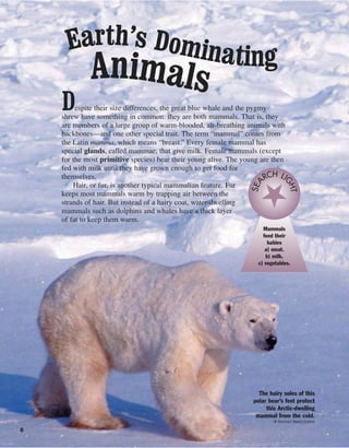 6
Despite their size differences, the great blue whale and the pygmy
shrew have something in common: they are both mammals. That is, they
are members of a large group of warm-blooded, air-breathing animals with
backbones—and one other special trait. The term “mammal” comes from
the Latin mamma, which means “breast.” Every female mammal has
special glands, called mammae, that give milk. Female mammals (except
for the most primitive species) bear their young alive. The young are then
fed with milk until they have grown enough to get food for
themselves.
Hair, or fur, is another typical mammalian feature. Fur
keeps most mammals warm by trapping air between the
strands of hair. But instead of a hairy coat, water-dwelling
mammals such as dolphins and whales have a thick layer
of fat to keep them warm.
Earth’s DominatingAnimals
The hairy soles of this
polar bear’s feet protect
this Arctic-dwelling
mammal from the cold.
© Kennan Ward/Corbis
Mammals
feed their
babies
a) meat.
b) milk.
c) vegetables.
SEA
RCH LI
GHT
 