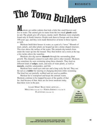 M U S K R A T S
69
Muskrats are ratlike rodents that look a little like small beavers and
live in water. The animal gets its name from the two musk glands under
its tail. The glands give off a heavy, musky smell. Muskrats were originally
found only in North America. People took them to Europe and Asia about
100 years ago, and they soon made themselves at home in those regions
as well.
Muskrats build their houses in water, as a part of a “town.” Mounds of
mud, cattails, and other plants are heaped up into a dome-shaped structure.
This rises above the surface of the water. The animals dig tunnels from
under the water up into the mound. They then hollow out a room at the top,
a few inches above the waterline.
Muskrats also dig narrow channels through the surrounding plant
growth. The channels connect to each other and to other mounds. Muskrats
can sometimes be seen swimming along these channels. They feed on
different kinds of sedges, reeds, and roots of water plants, as well as
mussels, crayfish, salamanders, and fish.
Muskrats have small eyes and ears and a long scaly flat tail. They use
the tail as a rudder for steering or changing direction while swimming.
The hind feet are partially webbed and are used as paddles.
Muskrat fur is waterproof and keeps the animals warm.
Muskrats continue to be trapped because of the quality of that
fur. And because of that, there are far fewer muskrats today
than there were in the past.
LEARN MORE! READ THESE ARTICLES…
MOLLUSKS (VOLUME 11) • NORTH AMERICA (VOLUME 9)
PLATYPUSES (VOLUME 12)
Answer:Actually,muskratseatbothplantsandmeat,which
makesthemomnivores(animalsthateatallfoods).
★
Are
muskrats
herbivores
(plant eaters)
or carnivores
(meat eaters)?
SEA
RCH LI
GHT
The Town Builders
 