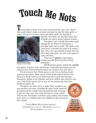 70
The porcupine’s name comes from words meaning “pig” and “spines.”
This small rodent’s body is covered with dark fur and the sharp quills, or
spines, that give it its name. Some porcupine quills are attached in
bunches, and others are attached singly. But
all quills are used to protect against enemies.
Porcupines can’t actually shoot their quills
through the air. When it’s threatened, a
porcupine puffs out its quills. The quills easily
come loose if touched and stick in an enemy’s
skin. They can cause painful wounds and may
kill if they make their way into vital organs or
cause infection.
There are 25 species of porcupines,
divided into Old World and New World
porcupines.
Old World porcupines include the crested
porcupines of Africa, Asia, and Europe. Long-tailed porcupines are also
found in Asia. Brush-tailed porcupines are found in Asia and Africa.
The best-known New World species is the forest-dwelling North
American porcupine. Other species found in the tropical forests from
Mexico to South America use their long tails to grab onto branches.
Porcupines shelter in tree branches and roots, hollow logs, burrows, and
caves. Old World species like to stay on the ground more than New
World porcupines do.
Porcupines are most active at night. They eat almost any
tree part they can reach, including the bark. North American
porcupines prefer a tender layer beneath the bark. In trying
to get at it, they may chew away the bark in a ring, which
kills the tree. Porcupines sometimes gnaw antlers and wooden
tools such as ax handles and canoe paddles for the salt and oil
they contain.
LEARN MORE! READ THESE ARTICLES…
ARMADILLOS (VOLUME 12) • MUSKRATS (VOLUME 12)
SOUTH AMERICA (VOLUME 9)
Touch Me Nots
Baby New World porcupine.
© D. Robert & Lorri Franz/Corbis
Why do you
think an ax
handle would
have salt in it
that a porcupine
would want?
SEA
RCH LI
GHT
 