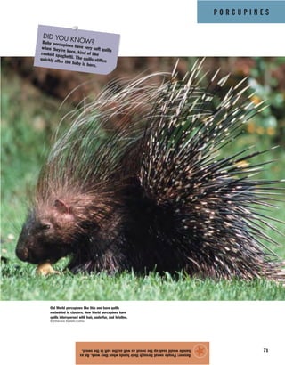 P O R C U P I N E S
71
Answer:Peoplesweatthroughtheirhandswhentheywork.Anax
handlewouldsoakupthesweataswellasthesaltinthesweat.
★
Old World porcupines like this one have quills
embedded in clusters. New World porcupines have
quills interspersed with hair, underfur, and bristles.
© Vittoriano Rastelli/Corbis
DID YOU KNOW?Baby porcupines have very soft quills
when they’re born, kind of likecooked spaghetti. The quills stiffenquickly after the baby is born.
 
