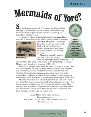 M A N A T E E S
73
Stories about mermaids tell of creatures that have the head
and body of a human and the tail of a fish. These stories may
have come from people who saw manatees swimming and
didn’t know what they were.
A manatee is a large stoutly built animal with a tapered body
that ends in a flat rounded tail. Adults grow to about 10 feet long
and 800-1,200 pounds. The manatee
has a thick tough skin and is nearly
hairless. It uses its flippers for
turning, holding food, walking on
the bottom of rivers, and holding
its young.
Manatees, especially mothers
and their calves, talk to each
other through chirps, grunts, and squeaks. The
other members of a group communicate by touching muzzle to muzzle.
Manatees may live alone or in groups of 15 to 20.
They live in shallow waters along the coasts of oceans or in rivers that
are rich in the plant life they eat. The Caribbean manatee lives from the
coasts of the southeastern United States to those of northern South
America. The Amazonian manatee, as you might guess, lives in the
Amazon River and other nearby freshwater. And the African manatee is
found in the coastal waters and slow-moving rivers of tropical West Africa.
Manatees have small eyes and can’t see very well. They don’t move
very fast either. Since manatees can’t tolerate cool temperatures, they live
in warm waters—places where lots of people like to live as well. Many
manatees have been killed or injured when people drive their motorboats
into the manatees’ feeding areas. The manatees can’t see the boats and
don’t move fast enough to get out of their way.
LEARN MORE! READ THESE ARTICLES…
ELEPHANTS (VOLUME 12)
MYTHS AND LEGENDS, FOLKTALES AND FABLES (VOLUME 5)
WHALES (VOLUME 12)
Answer:a)chirps,grunts,andsqueaks.
★
Boater’s warning sign.
© Catherine Karnow/Corbis
Mermaids of Yore?
Mother
manatees
and their calves
communicate through
a) chirps, grunts,
and squeaks.
b) snaps, crackles,
and pops.
c) dings, rattles,
and creaks.
SEA
RCH LI
GHT
 