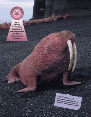 Fill in
the blank:
All walruses have
_______ growing
from the sides of
their mouths that help
them fight, cut
holes in the ice, and
drag themselves out
of the water.
SEA
RCH LI
GHT
DID YOU KNOW?The scientific name for the walrus,
Odobenus rosmarus, translates into
English as “tooth-walking sea horse.”
 