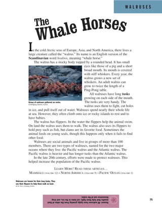W A L R U S E S
75
In the cold Arctic seas of Europe, Asia, and North America, there lives a
large creature called the “walrus.” Its name is an English version of the
Scandinavian word hvalros, meaning “whale horse.”
The walrus has a stocky body topped by a rounded head. It has small
eyes like those of a pig and a short
broad mouth. Its mouth is covered
with stiff whiskers. Every year, the
walrus grows a new set of
whiskers. An adult walrus can
grow to twice the length of a
Ping-Pong table.
All walruses have long tusks
growing on each side of the mouth.
The tusks are very handy. The
walrus uses them to fight, cut holes
in ice, and pull itself out of water. Walruses spend nearly their whole life
at sea. However, they often climb onto ice or rocky islands to rest and to
have babies.
The walrus has flippers. In the water the flippers help the animal swim.
On land the walrus uses them to walk. The walrus also uses its flippers to
hold prey such as fish, but clams are its favorite food. Sometimes the
animal feeds on young seals, though this happens only when it fails to find
other food.
Walruses are social animals and live in groups of more than 100
members. There are two types of walruses, named for the two major
oceans where they live: the Pacific walrus and the Atlantic walrus. The
Pacific walrus is heavier and has longer tusks than the Atlantic walrus.
In the late 20th century, efforts were made to protect walruses. This
helped increase the population of the Pacific walrus.
LEARN MORE! READ THESE ARTICLES…
MAMMALS (VOLUME 12) • NORTH AMERICA (VOLUME 9) • PACIFIC OCEAN (VOLUME 1)
Answer:Allwalruseshavetusksgrowingfromthesidesoftheir
mouthsthathelpthemfight,cutholesintheice,anddrag
themselvesoutofthewater.
★
Group of walruses gathered on rocks.
© Wolfgang Kaehler/Corbis
Whale HorsesThe
Walruses are known for their long tusks. They
use their flippers to help them walk on land.
© W. Perry Conway/Corbis
 