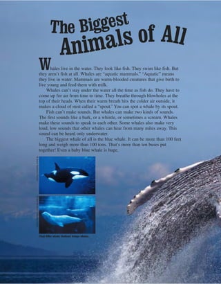 Whales live in the water. They look like fish. They swim like fish. But
they aren’t fish at all. Whales are “aquatic mammals.” “Aquatic” means
they live in water. Mammals are warm-blooded creatures that give birth to
live young and feed them with milk.
Whales can’t stay under the water all the time as fish do. They have to
come up for air from time to time. They breathe through blowholes at the
top of their heads. When their warm breath hits the colder air outside, it
makes a cloud of mist called a “spout.” You can spot a whale by its spout.
Fish can’t make sounds. But whales can make two kinds of sounds.
The first sounds like a bark, or a whistle, or sometimes a scream. Whales
make these sounds to speak to each other. Some whales also make very
loud, low sounds that other whales can hear from many miles away. This
sound can be heard only underwater.
The biggest whale of all is the blue whale. It can be more than 100 feet
long and weigh more than 100 tons. That’s more than ten buses put
together! Even a baby blue whale is huge.
(Top) Killer whale; (bottom) beluga whales.
©AmosNachoum/Corbis©SeaWorldofCalifornia/Corbis
The Biggest
Animals of All
 