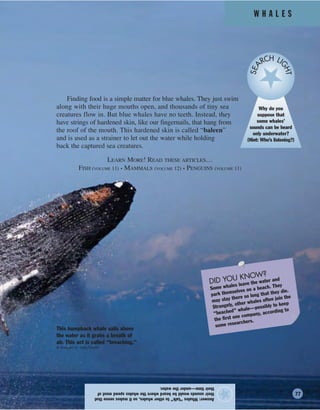 W H A L E S
Finding food is a simple matter for blue whales. They just swim
along with their huge mouths open, and thousands of tiny sea
creatures flow in. But blue whales have no teeth. Instead, they
have strings of hardened skin, like our fingernails, that hang from
the roof of the mouth. This hardened skin is called “baleen”
and is used as a strainer to let out the water while holding
back the captured sea creatures.
LEARN MORE! READ THESE ARTICLES…
FISH (VOLUME 11) • MAMMALS (VOLUME 12) • PENGUINS (VOLUME 11)
Answer:Whales“talk”tootherwhales,soitmakessensethat
theirsoundswouldbeheardwherethewhalesspendmostof
theirtime—underthewater.
★
Why do you
suppose that
some whales’
sounds can be heard
only underwater?
(Hint: Who’s listening?)
SEA
RCH LI
GHTDID YOU KNOW?
Some whales leave the water and
park themselves on a beach. They
may stay there so long that they die.
Strangely, other whales often join the
“beached” whale—possibly to keep
the first one company, according to
some researchers.
This humpback whale sails above
the water as it grabs a breath of
air. This act is called “breaching.”
© Brandon D. Cole/Corbis
77
 