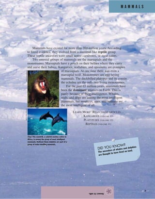M A M M A L S
7
Mammals have existed for more than 200 million years. According
to fossil evidence, they evolved from a mammal-like reptile group.
These reptile ancestors were small active carnivores, or meat eaters.
Two unusual groups of mammals are the marsupials and the
monotremes. Marsupials have a pouch on their bellies where they carry
and nurse their babies. Kangaroos, wallabies, and opossums are examples
of marsupials. At one time there was even a
marsupial wolf. Monotremes are egg-laying
mammals. The duckbilled platypus and its cousin
the echidna are the only two living monotremes.
For the past 65 million years, mammals have
been the dominant animals on Earth. This is
partly because of their intelligence. Whales,
seals, and dogs are among the most intelligent
mammals, but monkeys, apes, and humans are
the most intelligent of all.
LEARN MORE! READ THESE ARTICLES…
KANGAROOS (VOLUME 12)
PLATYPUSES (VOLUME 12)
REPTILES (VOLUME 11)
Answer:b)milk.
★
(Top) This mandrill, a colorful monkey native to
Africa, is among the group of most intelligent
mammals; (bottom) these dolphins are part of a
group of water-dwelling mammals.
©CraigTuttle/Corbis©Stocktrek/Corbis
DID YOU KNOW?
The ancestors of whales and dolphins
are thought to have lived on land.
 
