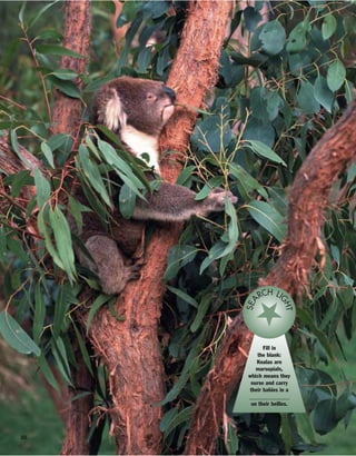 80
Fill in
the blank:
Koalas are
marsupials,
which means they
nurse and carry
their babies in a
______________
on their bellies.
SEA
RCH LI
GHT
 