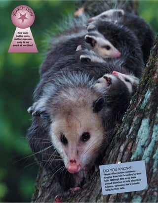 How many
babies can a
mother opossum
carry in her
pouch at one time?
SEA
RCH LI
GHT
DID YOU KNOW?
People often picture opossums
hanging from tree branches by their
tails. Although they wrap them
around branches to help keep their
balance, opossums don’t actually
hang by their tails.
 