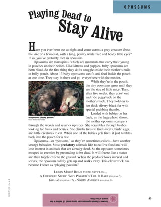 O P O S S U M S
83
Have you ever been out at night and come across a gray creature about
the size of a housecat, with a long, pointy white face and beady little eyes?
If so, you’ve probably met an opossum.
Opossums are marsupials, which are mammals that carry their young
in pouches on their bellies. Like kittens and puppies, baby opossums are
born blind. So the first thing they do is snuggle inside their mother’s built-
in belly pouch. About 13 baby opossums can fit and feed inside the pouch
at one time. They stay in there and go everywhere with the mother.
While they’re in the pouch,
the tiny opossums grow until they
are the size of little mice. Then,
after five weeks, they crawl out
and ride piggyback on the
mother’s back. They hold on to
her thick silvery-black fur with
special grabbing thumbs.
Loaded with babies on her
back, as the large photo shows,
the mother opossum scampers
through the woods and scurries up trees. She scrambles through bushes
looking for fruits and berries. She climbs trees to find insects, birds’ eggs,
and little creatures to eat. When one of the babies gets tired, it just tumbles
back into the pouch for a rest.
Opossums—or “possums,” as they’re sometimes called—have another
strange behavior. Most predatory animals like to eat live food and will
lose interest in animals that are already dead. So the opossum sometimes
escapes its enemies by pretending to be dead. It will freeze like a statue
and then topple over to the ground. When the predator loses interest and
leaves, the opossum calmly gets up and walks away. This clever trick has
become known as “playing possum.”
LEARN MORE! READ THESE ARTICLES…
A CHEROKEE STORY: WHY POSSUM’S TAIL IS BARE (VOLUME 5)
KOALAS (VOLUME 12) • NORTH AMERICA (VOLUME 9)
Answer:Afemaleopossumcancarryabout13babiesinher
pouchatonetime.
★
©W.PerryConway/Corbis
Playing Dead to
Stay Alive
An opossum “playing possum.”
© Joe McDonald/Corbis
 