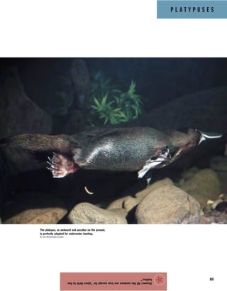 P L A T Y P U S E S
85
Answer:Alltheanswersaretrueexceptfor“givesbirthtolive
babies.”
★
The platypus, so awkward and peculiar on the ground,
is perfectly adapted for underwater hunting.
© Joe McDonald/Corbis
 