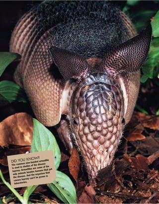 DID YOU KNOW?
The common nine-banded armadillo
is used in studies of the disease
leprosy. Armadillos are some of the
only animals besides humans that get
the disease. And the organism that
causes leprosy can’t be grown in
laboratories.
 