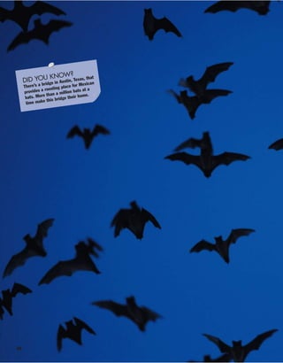 88
DID YOU KNOW?
There’s a bridge in Austin, Texas, that
provides a roosting place for Mexican
bats. More than a million bats at a
time make this bridge their home.
 