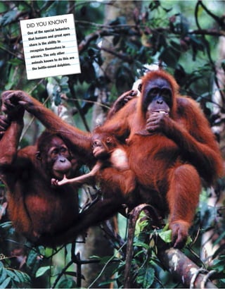 8
DID YOU KNOW?
One of the special behaviors
that humans and great apes
share is the ability to
recognize themselves in
mirrors. The only other
animals known to do this are
the bottle-nosed dolphins.
 