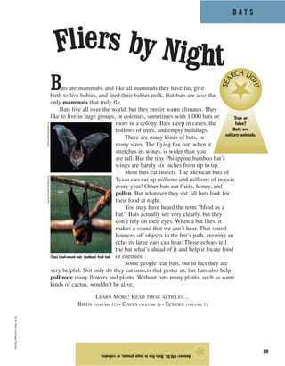 B A T S
89
Bats are mammals, and like all mammals they have fur, give
birth to live babies, and feed their babies milk. But bats are also the
only mammals that truly fly.
Bats live all over the world, but they prefer warm climates. They
like to live in huge groups, or colonies, sometimes with 1,000 bats or
more in a colony. Bats sleep in caves, the
hollows of trees, and empty buildings.
There are many kinds of bats, in
many sizes. The flying fox bat, when it
stretches its wings, is wider than you
are tall. But the tiny Philippine bamboo bat’s
wings are barely six inches from tip to tip.
Most bats eat insects. The Mexican bats of
Texas can eat up millions and millions of insects
every year! Other bats eat fruits, honey, and
pollen. But whatever they eat, all bats look for
their food at night.
You may have heard the term “blind as a
bat.” Bats actually see very clearly, but they
don’t rely on their eyes. When a bat flies, it
makes a sound that we can’t hear. That sound
bounces off objects in the bat’s path, creating an
echo its large ears can hear. Those echoes tell
the bat what’s ahead of it and help it locate food
or enemies.
Some people fear bats, but in fact they are
very helpful. Not only do they eat insects that pester us, but bats also help
pollinate many flowers and plants. Without bats many plants, such as some
kinds of cactus, wouldn’t be alive.
LEARN MORE! READ THESE ARTICLES…
BIRDS (VOLUME 11) • CAVES (VOLUME 1) • ECHOES (VOLUME 1)
Answer:FALSE.Batsliveinhugegroups,orcolonies.
★
©W.PerryConway/Corbis
Fliers by Night
(Top) Leaf-nosed bat; (bottom) fruit bat.
True or
false?
Bats are
solitary animals.
SEA
RCH LI
GHT
©JoeMcDonald/Corbis©WolfgangKaehler/Corbis
 