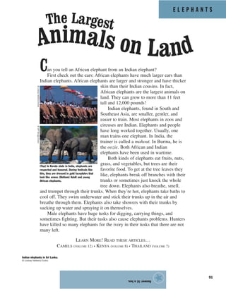 E L E P H A N T S
91
Can you tell an African elephant from an Indian elephant?
First check out the ears: African elephants have much larger ears than
Indian elephants. African elephants are larger and stronger and have thicker
skin than their Indian cousins. In fact,
African elephants are the largest animals on
land. They can grow to more than 11 feet
tall and 12,000 pounds!
Indian elephants, found in South and
Southeast Asia, are smaller, gentler, and
easier to train. Most elephants in zoos and
circuses are Indian. Elephants and people
have long worked together. Usually, one
man trains one elephant. In India, the
trainer is called a mahout. In Burma, he is
the oozie. Both African and Indian
elephants have been used in wartime.
Both kinds of elephants eat fruits, nuts,
grass, and vegetables, but trees are their
favorite food. To get at the tree leaves they
like, elephants break off branches with their
trunks or sometimes just knock the whole
tree down. Elephants also breathe, smell,
and trumpet through their trunks. When they’re hot, elephants take baths to
cool off. They swim underwater and stick their trunks up in the air and
breathe through them. Elephants also take showers with their trunks by
sucking up water and spraying it on themselves.
Male elephants have huge tusks for digging, carrying things, and
sometimes fighting. But their tusks also cause elephants problems. Hunters
have killed so many elephants for the ivory in their tusks that there are not
many left.
LEARN MORE! READ THESE ARTICLES…
CAMELS (VOLUME 12) • KENYA (VOLUME 8) • THAILAND (VOLUME 7)
Answer:b)abus.
★
The Largest
Animals on Land
Indian elephants in Sri Lanka.
© Lindsay Hebberd/Corbis
(Top) In Kerala state in India, elephants are
respected and honored. During festivals like
this, they are dressed in gold faceplates that
look like armor. (Bottom) Adult and young
African elephants.
©LindsayHebberd/Corbis©JeffVanuga/Corbis
 