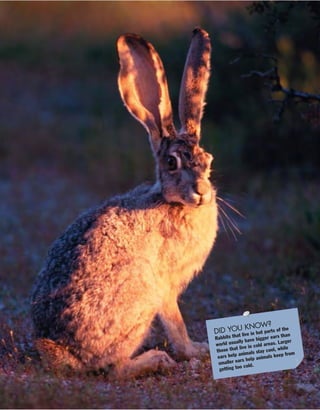 DID YOU KNOW?
Rabbits that live in hot parts of the
world usually have bigger ears than
those that live in cold areas. Larger
ears help animals stay cool, while
smaller ears help animals keep from
getting too cold.
 