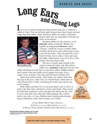 R A B B I T S A N D H A R E S
93
Answer:Cottontailrabbitshaveatailthatiswhiteonthebottom.
★
If you see an animal outside that hops and has long ears, it could be a
rabbit or a hare. You can tell them apart because hares have longer ears and
longer legs than rabbits. Some American rabbits are called “cottontails”
because their tails are small puffs of fur that are
white on the bottom.
European rabbits are the ancestors of all
domestic rabbits worldwide. Rabbits live
together in underground burrows called
“warrens.” Inside the warren a mother rabbit
carefully shreds leaves and collects grass to line
a nest for her babies. Then she pulls bits of fur
from her thick coat to make a warm and snug
bed. Baby rabbits haven’t any fur at first, so the
mother must keep them warm.
The nest is usually deep enough in the
warren to keep the babies safe. But when a
rabbit sees a predator looking for the nest, the
rabbit will thump its back legs to warn other rabbits. Rabbit mothers
aren’t gentle when their babies are in danger from dogs, foxes,
snakes, owls, or hawks. They bite and kick hard with their feet!
Hares don’t build warrens. Their homes are shallow holes that
they dig in the grass, under trees, or in brush heaps. Some hares in
cold climates have a white coat during the winter and a brown one
in the summer.
Both rabbits and hares love to eat green plants such as clover as
well as the bark, buds, and berries of trees and shrubs. They search
for food from sundown to dawn and then hide during the day. And
if you’ve heard the story about the rabbit jumping into a thorny
bush to stay safe—it’s true. Rabbits make twisting paths through
thorny underbrush, where their enemies can’t follow.
LEARN MORE! READ THESE ARTICLES…
COTTON (VOLUME 10) • KANGAROOS (VOLUME 12)
A MAYAN STORY: RABBIT THROWS AWAY HIS SANDAL (VOLUME 5)
Long Earsand Strong Legs
Cute and cuddly pet rabbit.
© Kelly-Mooney Photography/Corbis
The black-tailed jackrabbit is actually a hare. It’s easily
recognized by its long ears tipped with black coloring.
© Darrell Gulin/Corbis
Fill in
the blank:
Cottontail rabbits
have a tail
that is _______
on the bottom.
SEA
RCH LI
GHT
 