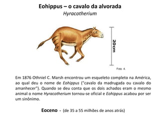 Eohippus – o cavalo da alvorada  Hyracotherium  Em 1876 Othniel C. Marsh encontrou um esqueleto completo na América, ao qual deu o nome de  Eohippus  ("cavalo da madrugada ou cavalo do amanhecer"). Quando se deu conta que os dois achados eram o mesmo animal o nome  Hyracotherium  tornou-se oficial e  Eohippus  acabou por ser um sinônimo. Eoceno   -  (de 35 a 55 milhões de anos atrás) Foto  4.  