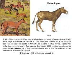Mesohippus O  Mesohippus  era um herbívoro que se alimentava de frutas e verduras. Os seus dentes eram largos e perfaziam um total de 6. O seu hemisfério cerebral era maior do que o dos seus antecessores, sendo do tamanho do cérebro do atual cavalo.  Dedos mais reduzidos, em número de 3 . Que segundo (Domingues, 1968) continua a evoluir dando origem o  Protohippus , já altamente especializado para a vida das planícies, forma semelhante  quase de um Jumento. Oligoceno  -  ( 40 milhões de anos atrás) Foto  5  