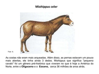 Miohippus celer As costas não eram mais arqueadas. Além disso, as pernas estavam um pouco mais abertas, ele tinha ainda 3 dedos. Miohippus que significa "pequeno cavalo" foi um gênero pré-histórico que viveram no que é hoje a América do Norte, entre o  Oligoceno  e o  Eoceno,   cerca 36 milhões de anos atrás. Foto  6.  