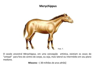 Merychippus O cavalo ancestral  Merychippus,  em uma concepção  artística, existiam os ossos do “antepé”  para fora do centro do corpo, ou seja, mais lateral ou intermédio em seu plano mediano. Mioceno  – ( 30 milhões de anos  atrás) Foto  7.  