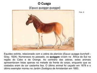 O Cuaga  ( Equus quagga quagga ) Equideo extinto, relacionado com a zebra da planície ( Equus quagga burchelli  -Gray, 1824). Numerosos no passado, os  quaggas  viviam na  África do Sul na região do Cabo e de Orange. Ao contrário das zebras, estes animais apresentavam listas apenas na metade da frente do corpo, enquanto que os costados eram de cor castanha lisa. O último animal foi caçado em 1878 e o último exemplar morreu no Jardim Zoológico de Amisterdan em 1883. Foto  8  