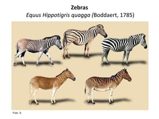 Zebras  Equus Hippotigris quagga ( Boddaert, 1785) Foto  9.  