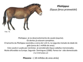 Pliohippus   (Equus ferus przewalski ) Pliohippus   já no desenvolvimento do cavalo (equíno). Os dentes já estavam completos.  O tamanho da  Pliohippus  ascendeu a cerca de 1,22 m, na segunda metade da idade do gelo (cerca de 1 milhão de anos). Este cavalo é usado por cientistas  já considerado  Equus caballus  mencionados.  Muito difundido na Europa. Segundo  Domingues (1968). Parece ter  sido domesticado 2 a 3 mil anos a.C Plioceno  – ( 10 milhões de anos atrás) Foto  10.  