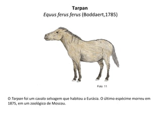 Tarpan  Equus ferus ferus  (Boddaert,1785) O  Tarpan  foi um cavalo selvagem que habitou a Eurásia. O último espécime morreu em 1875, em um zoológico de Moscou. Foto  11  