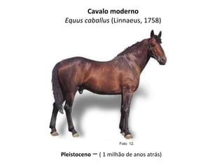 Cavalo moderno Equus caballus  (Linnaeus, 1758) Pleistoceno  –  ( 1 milhão de anos atrás) Foto  12.  
