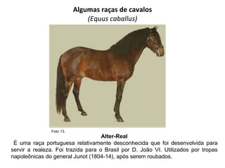 Algumas raças de cavalos (Equus caballus) Alter-Real É uma raça portuguesa relativamente desconhecida que foi desenvolvida para servir a realeza. Foi trazida para o Brasil por D. João VI. Utilizados por tropas napoleônicas do general Junot (1804-14), após serem roubados. Foto 13.  